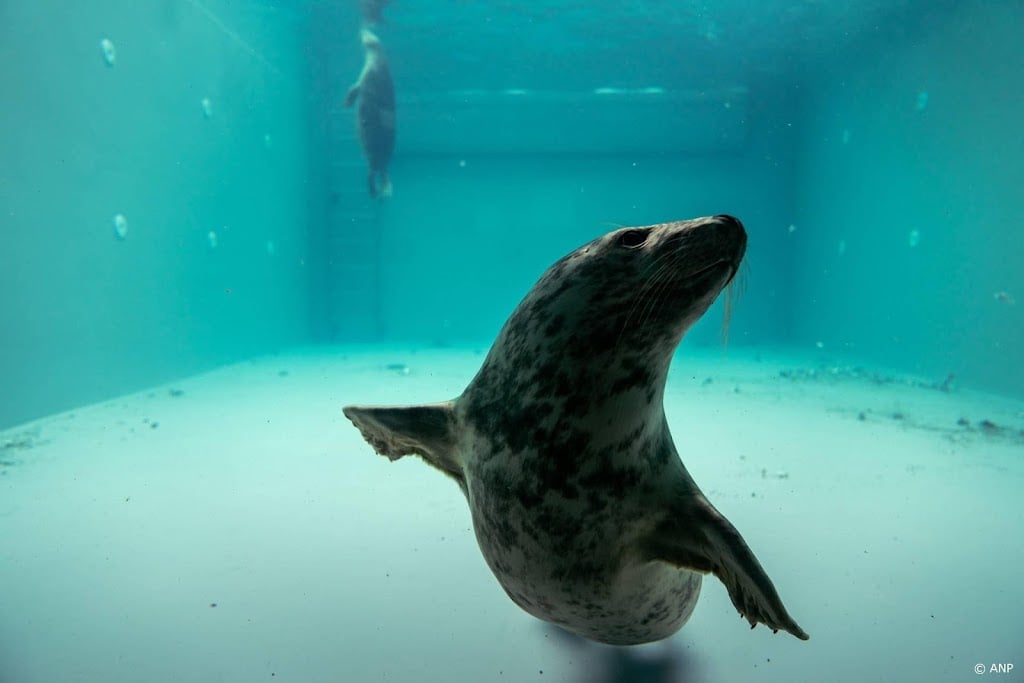Kabinet sluit steun voor zieltogende zeehondenopvang nog niet uit