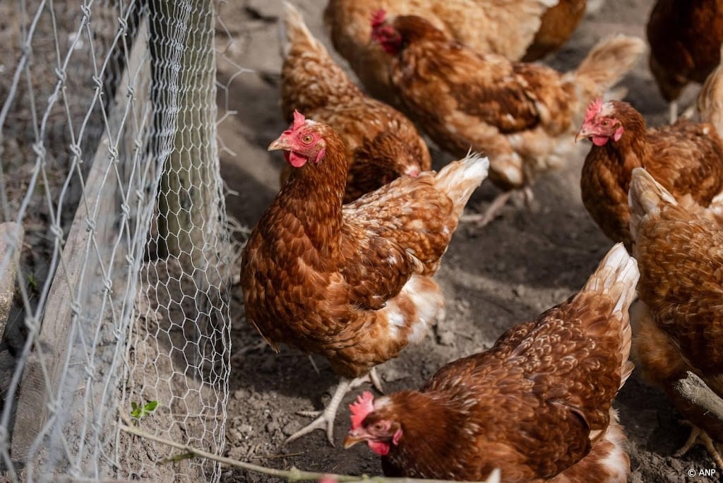 Weer vogelgriep vastgesteld in Drogeham, net als een week eerder