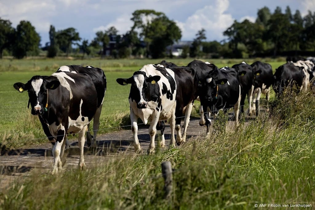 Agractie: minder regeldruk nodig tegen stijgende rundvleesprijzen