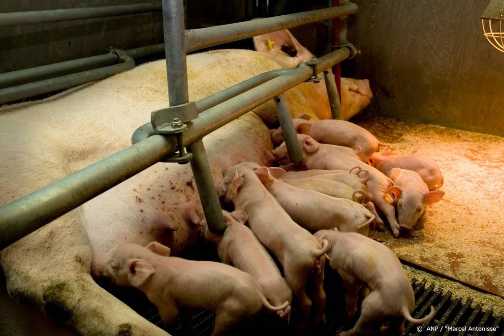 'Duitse biggen eisen verbod op castratie'