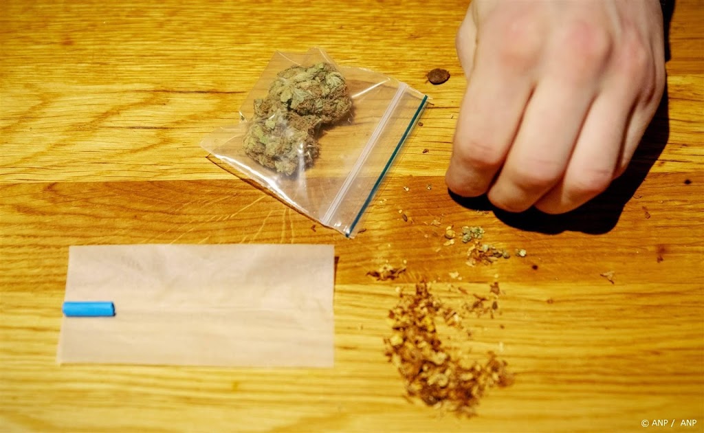 Start wietexperiment betekent 'oogsttijd' voor de cannabisteler