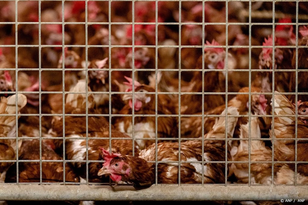 Extra schoonmaakbeurt voor pluimveevervoer uit België en Duitsland