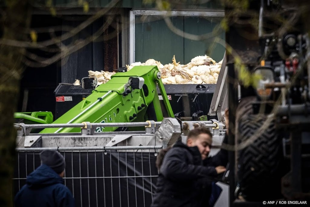 Econoom: prijzen eieren en kippenvlees zullen minder hard stijgen