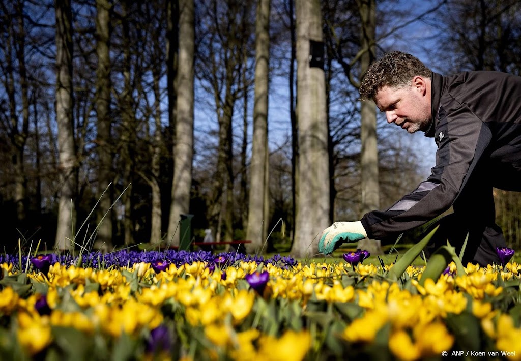 Vroege Vogels komt met verkiezing nationale bloem Nederland
