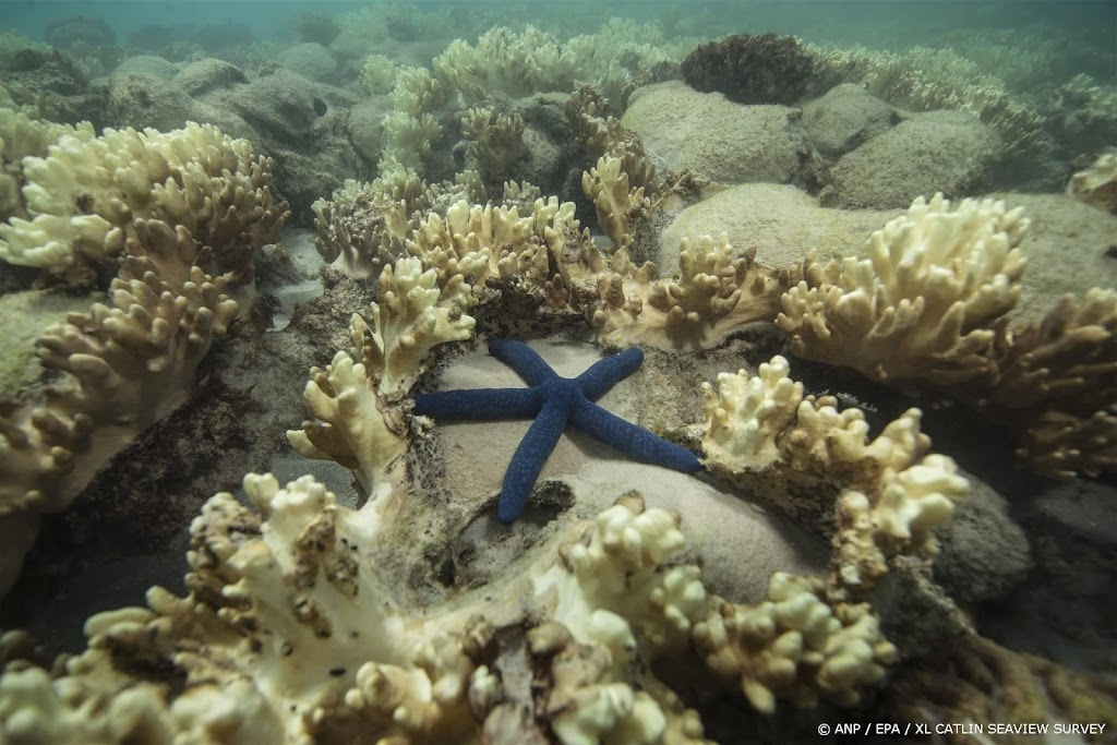 Wereldwijde koraalrifverblekingen door opwarmend oceaanwater