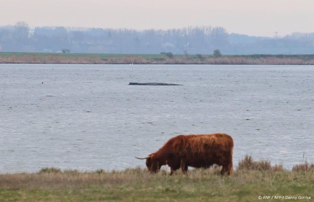 Nieuwe reddingspoging begonnen voor gestrande walvis Timmy