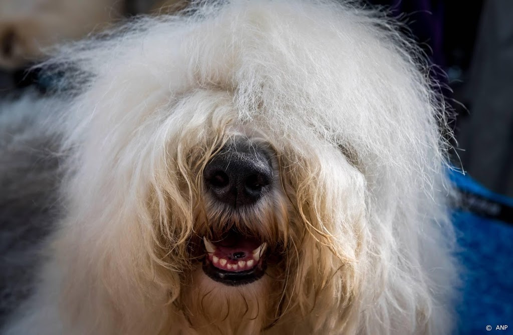 Britse onderzoekers bekijken 'coronacheck' door honden