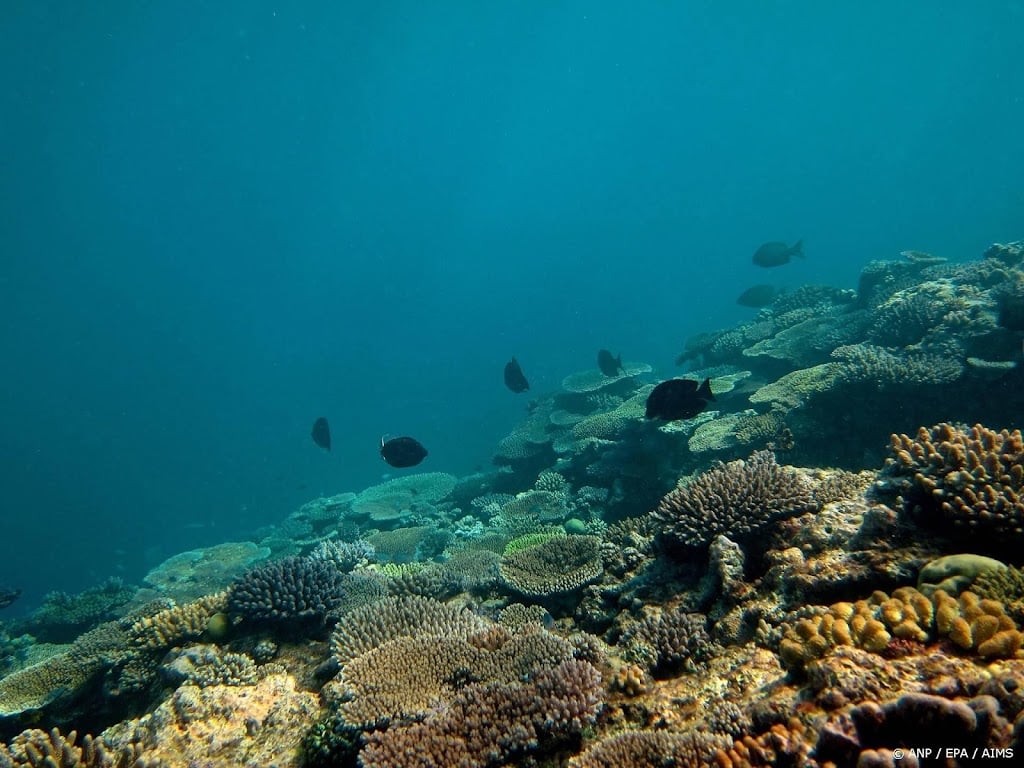 Man overleden door haaienbeet voor Australische westkust