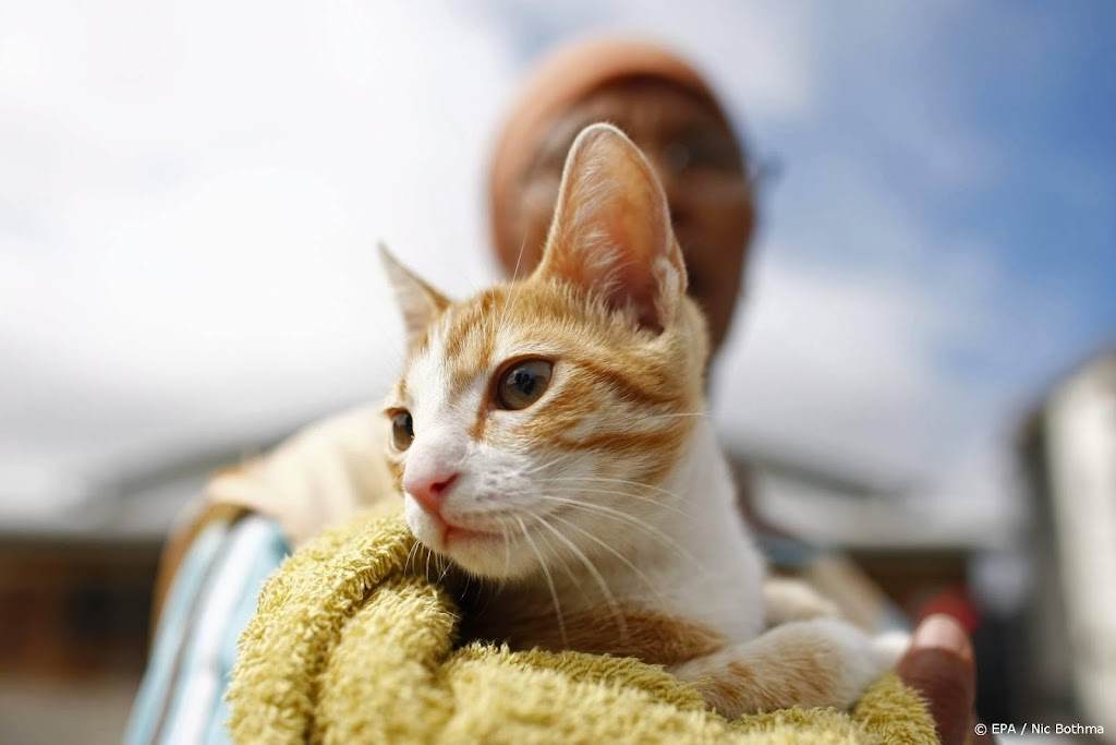 Bijna vijftig katten gered uit geparkeerde auto in Minnesota