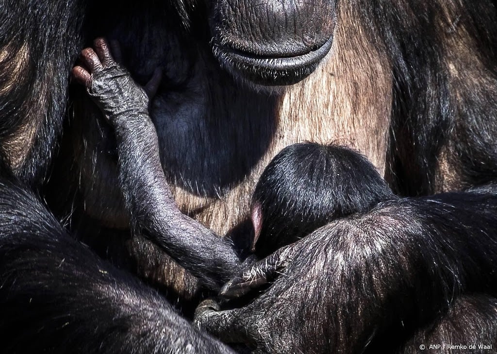 Chimpansee geboren in Safaripark Beekse Bergen