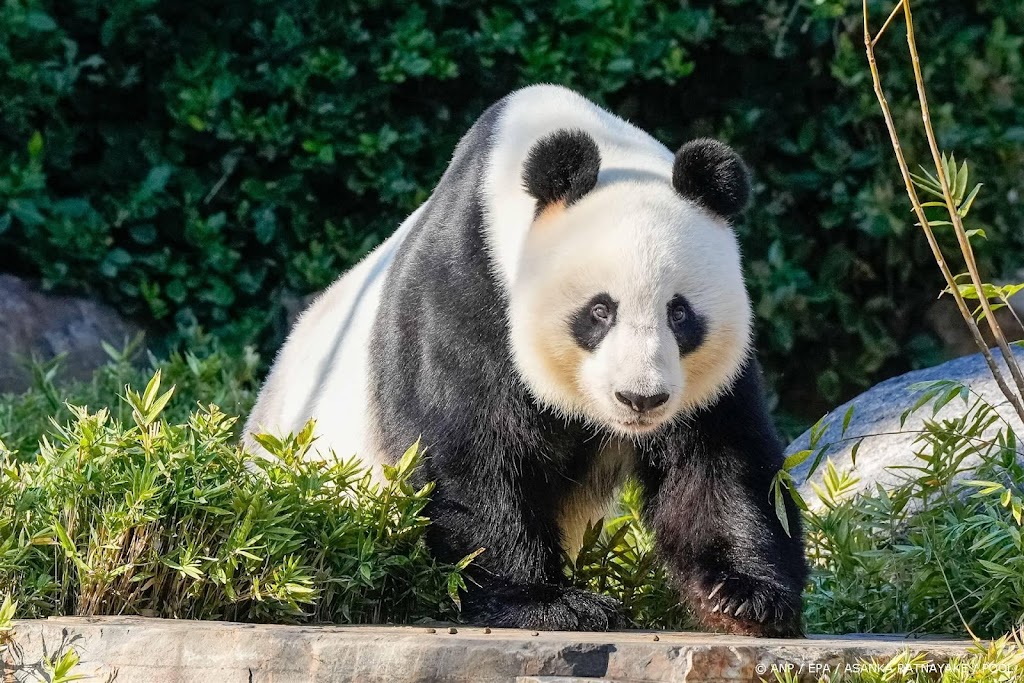 China zegt Australië nieuwe reuzenpanda's toe