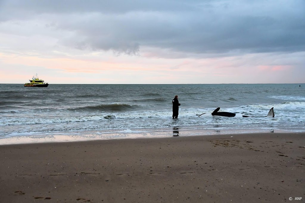 Aangespoelde orka bij Cadzand overleden 
