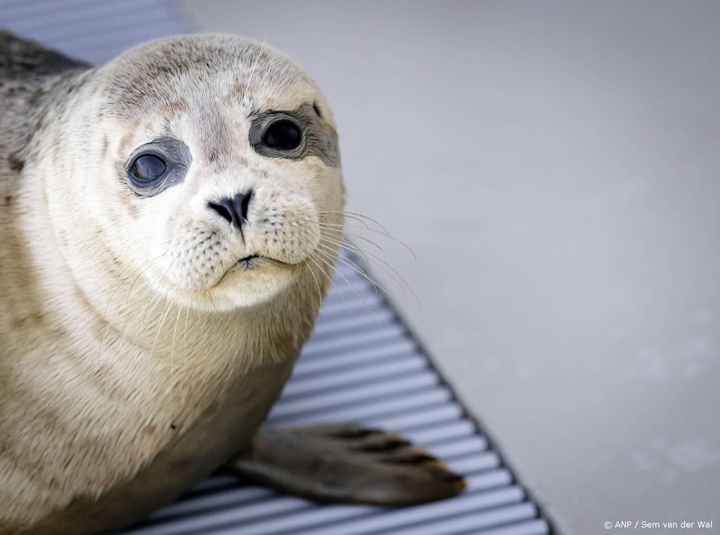 1,1 miljoen euro aan donaties voor noodlijdend zeehondencentrum