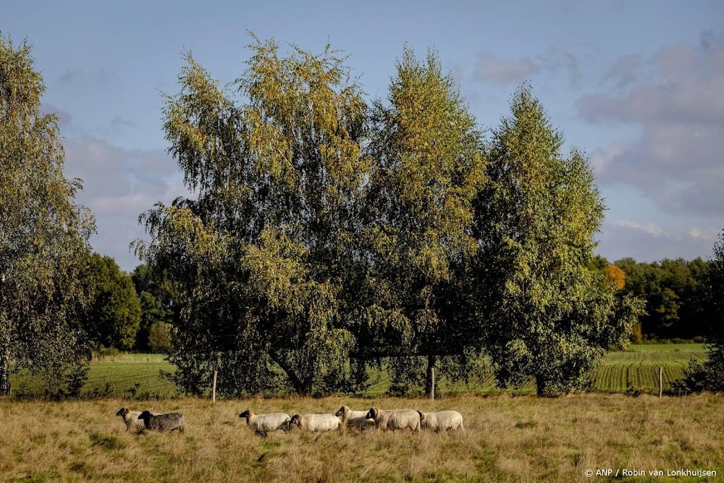 Burgemeester Barneveld: stevige zorgen om toename wolvenaanvallen