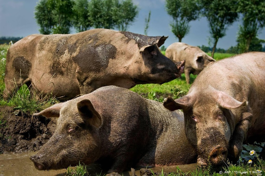Nederlandse varkenshouders profiteren van varkenspest China