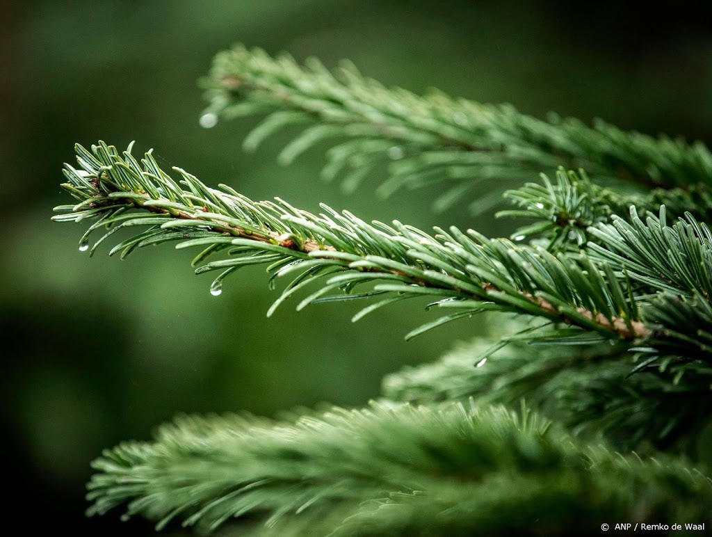 'Kerstvakantie zacht van start, kans op witte kerst erg klein'