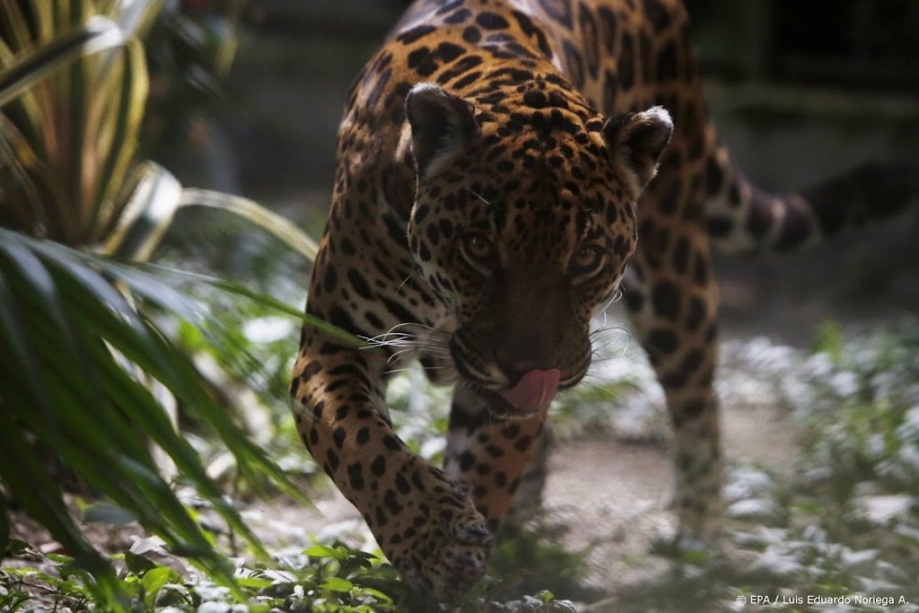 Dierentuin Chili vaccineert leeuwen en tijgers tegen coronavirus