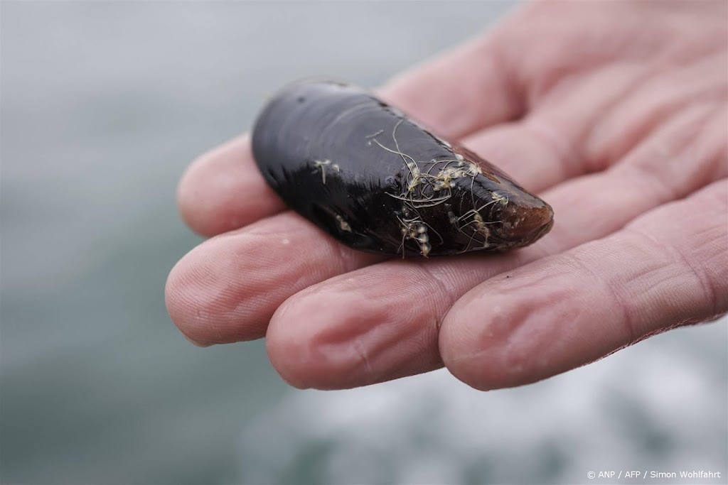 Rijk trekt 1,1 miljoen uit voor studie mossel- en kreeftensterfte