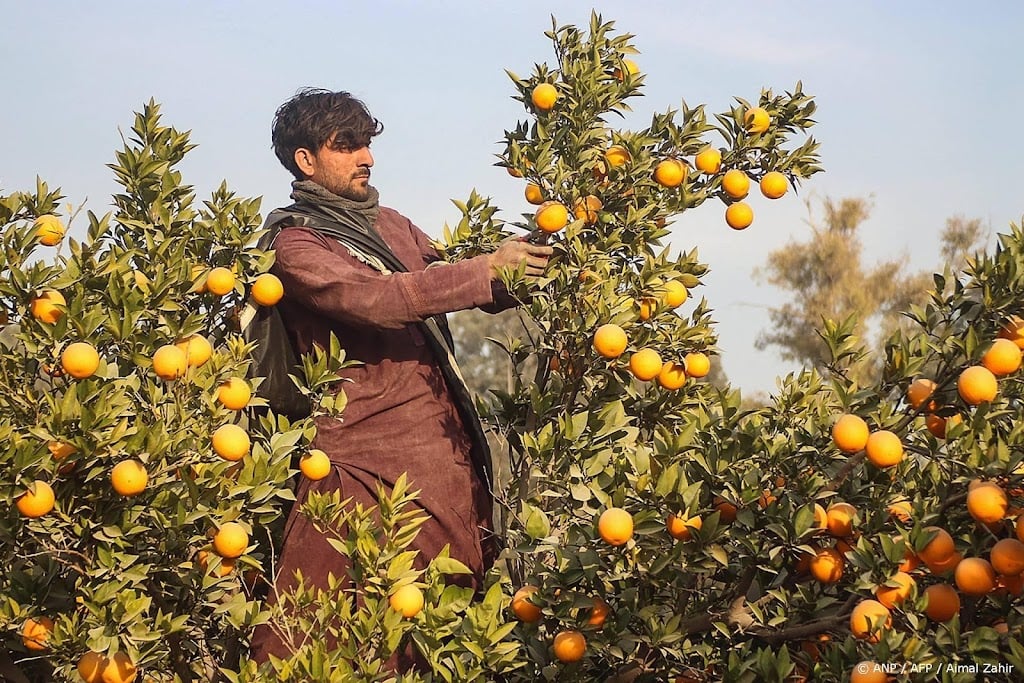 Voedselonzekerheid dreigt voor 17 miljoen mensen in Afghanistan