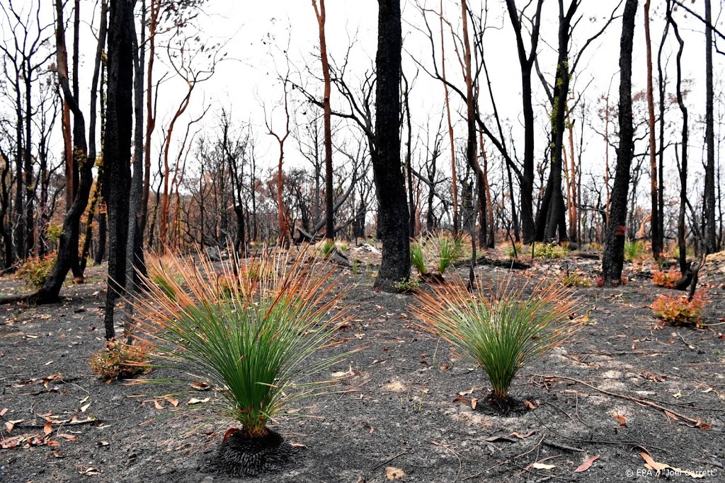 Australische brandweer blij met regen, toch problemen verwacht