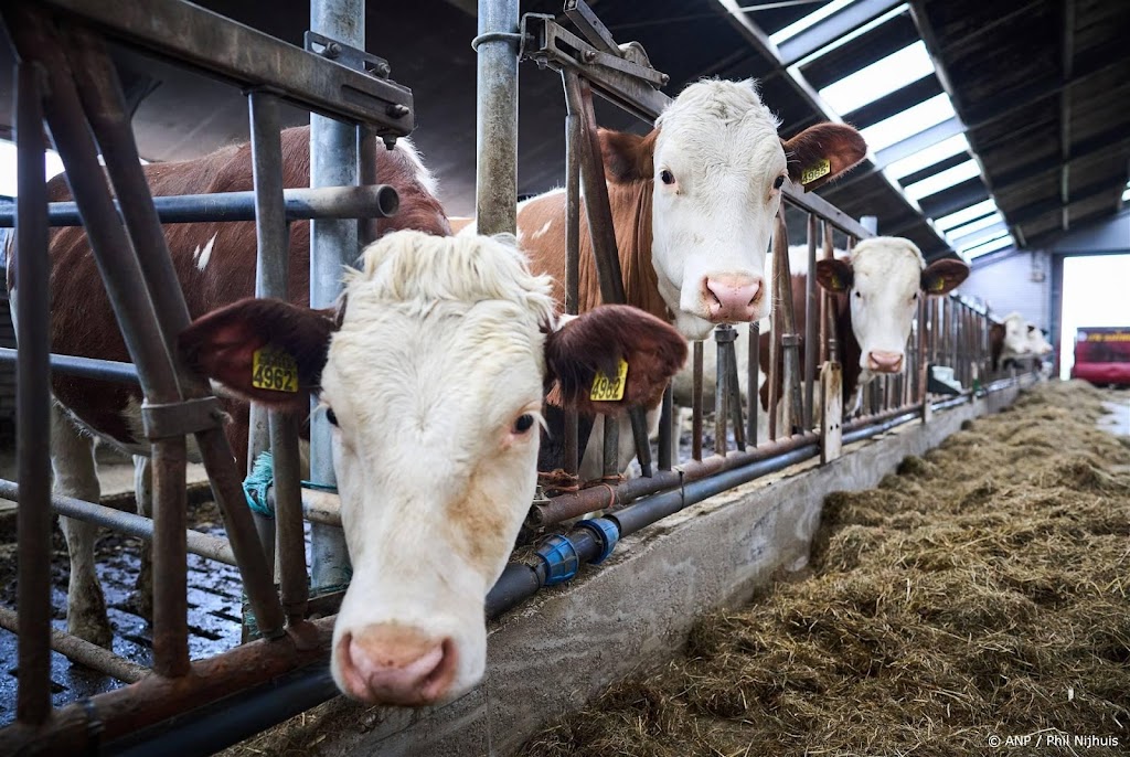 Geen MKZ bij dieren die pas in land zijn, maatregelen blijven nog