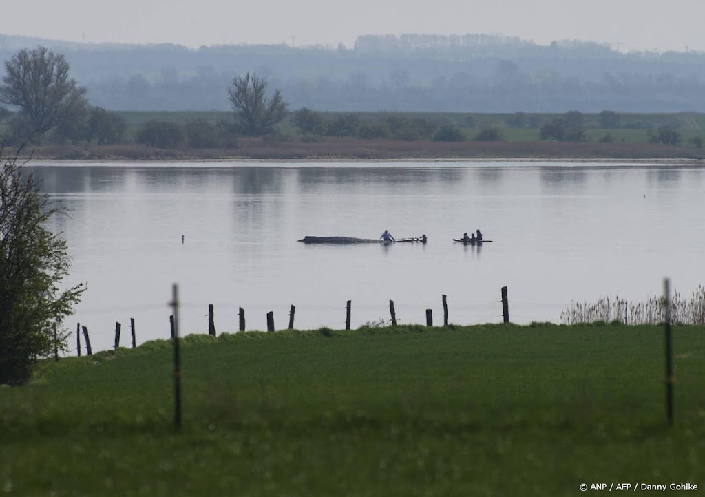 Duitse reddingswerkers houden hoop op bevrijding walvis Timmy
