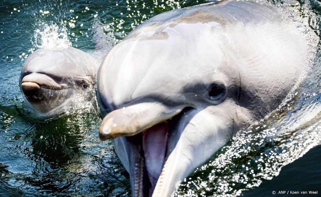 Verzet tegen verkoop dolfijnen Dolfinarium groeit