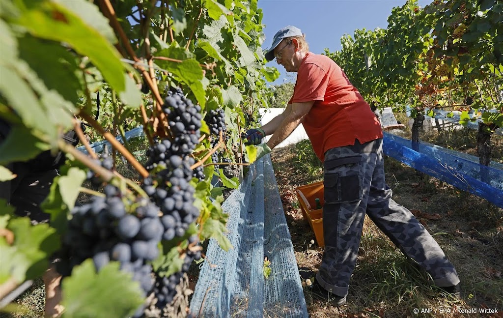 Roséproductie Duitsland op recordniveau, ten koste van rode wijn