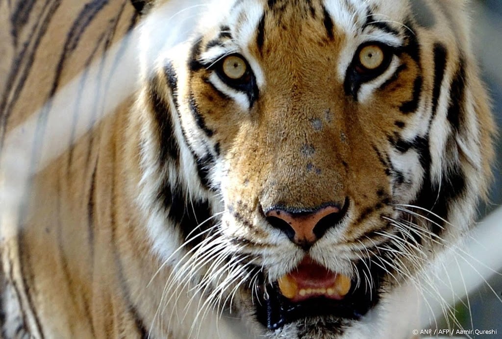 Duitse politie schiet ontsnapte tijger dood