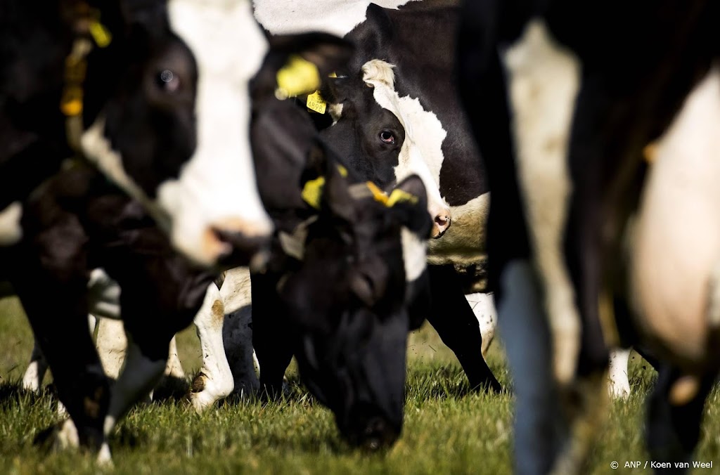 Rabobank: krimp veestapel geen doel op zich bij stikstofaanpak