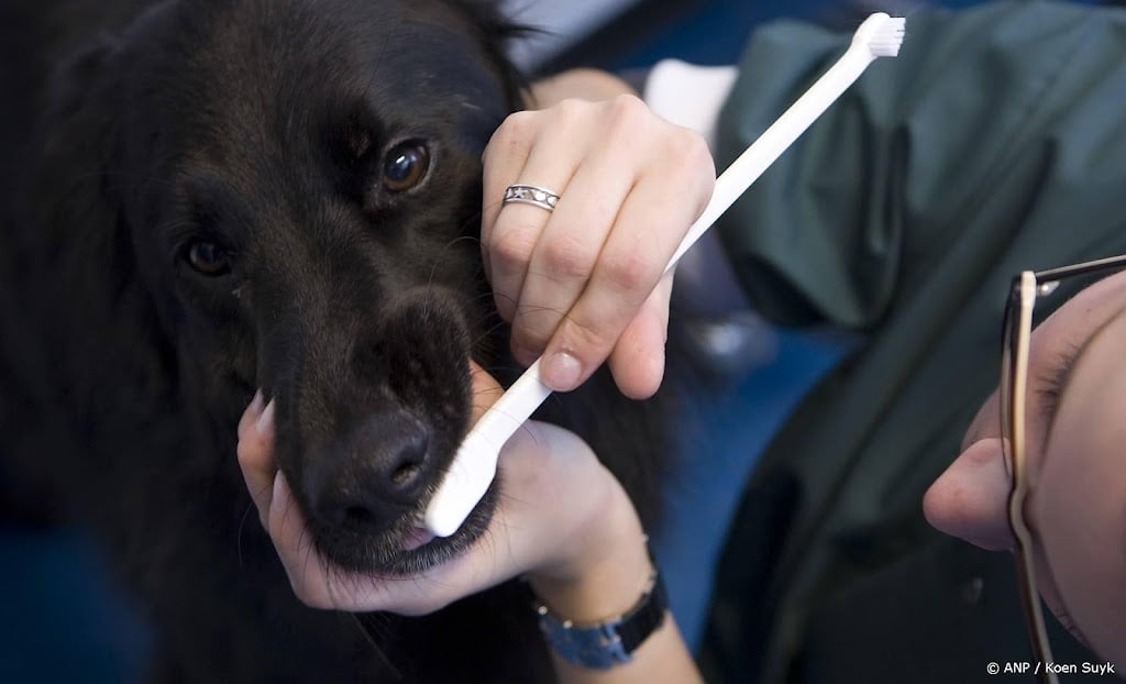 Wet in de maak tegen hoge prijzen en overbehandeling dierenarts 