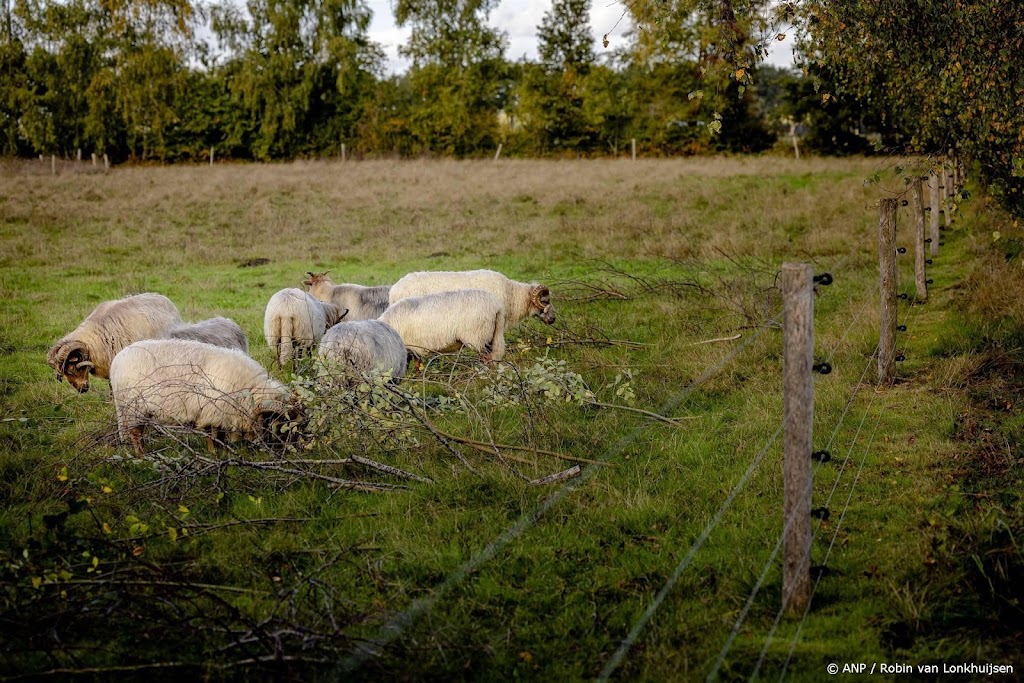LTO Noord roept op tot binnen perken houden wolvenpopulatie 