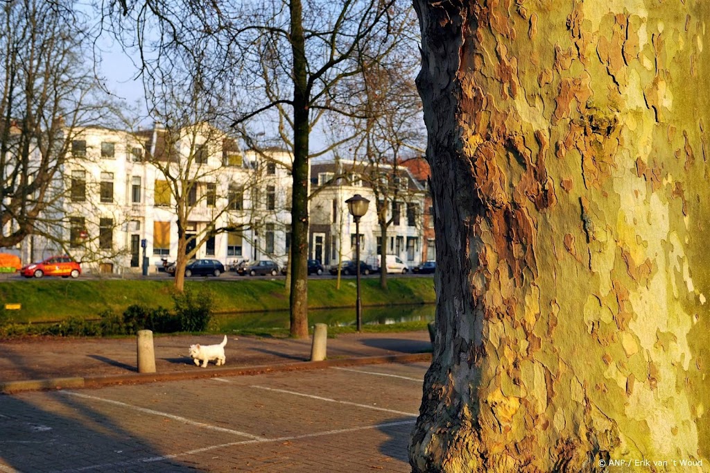 Australische huisspin vestigt zich in Nederland