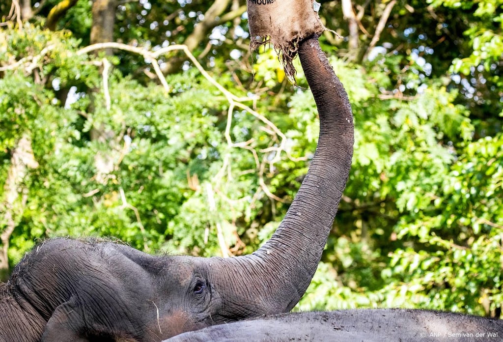 Oudste olifant van Nederland Irma halve eeuw oud in Blijdorp