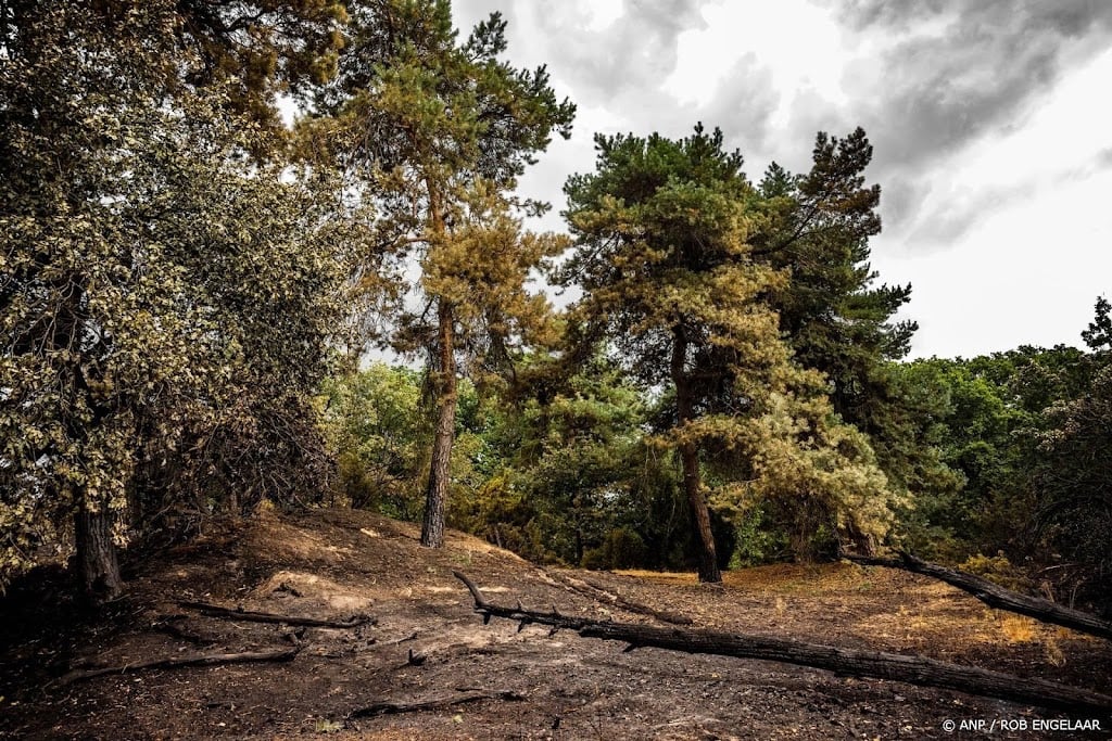 Publiek kan weer naar natuurgebied bij Venray na grote brand