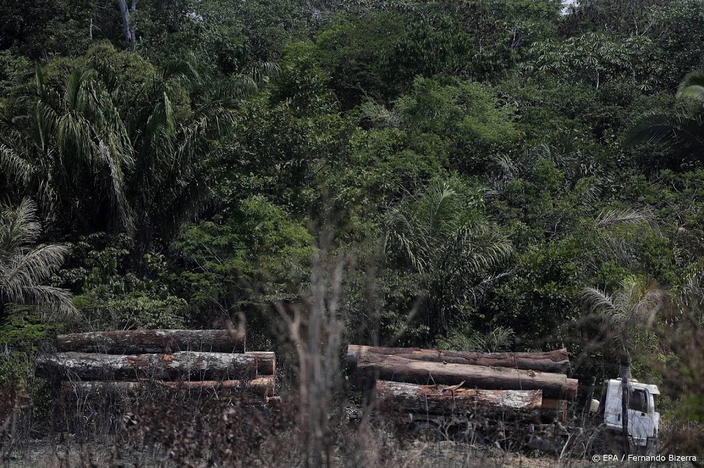 Brazilië gaat importlanden illegaal Amazonehout bekendmaken