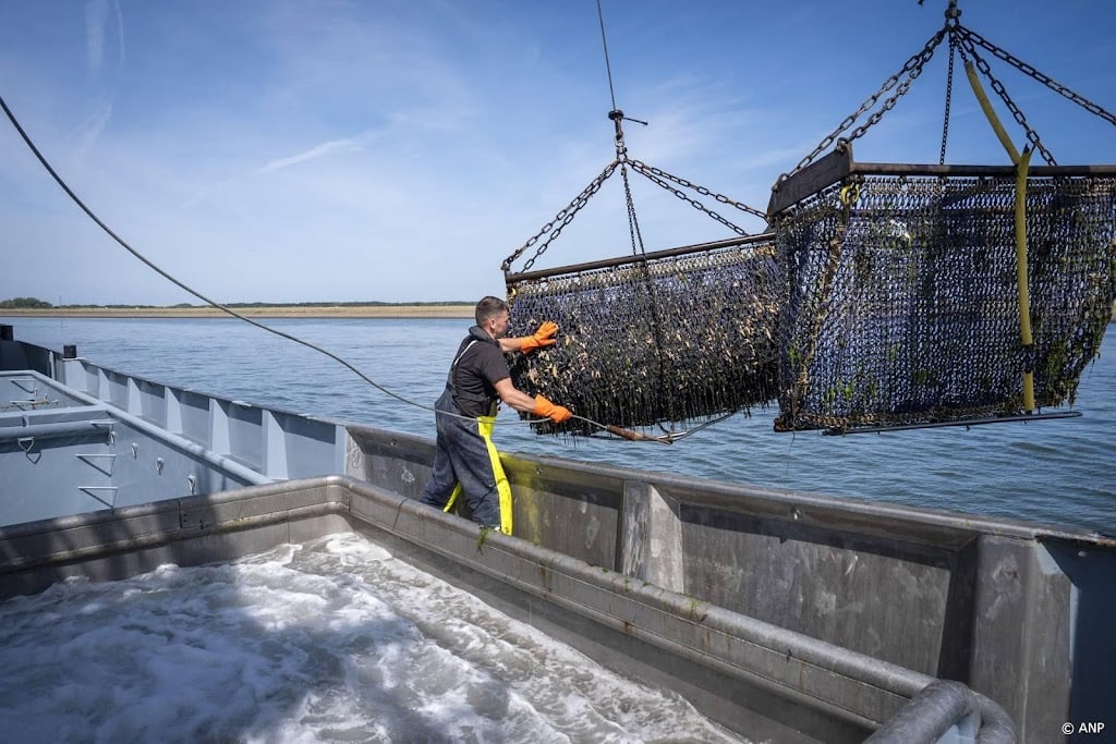 Nederlandse mosselproductie naar laagste niveau in dertig jaar