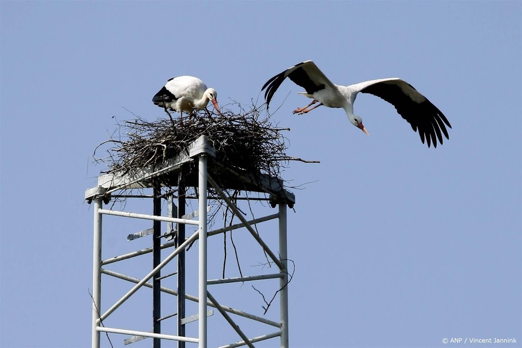 Stichting roept op om ooievaars te tellen dit weekend