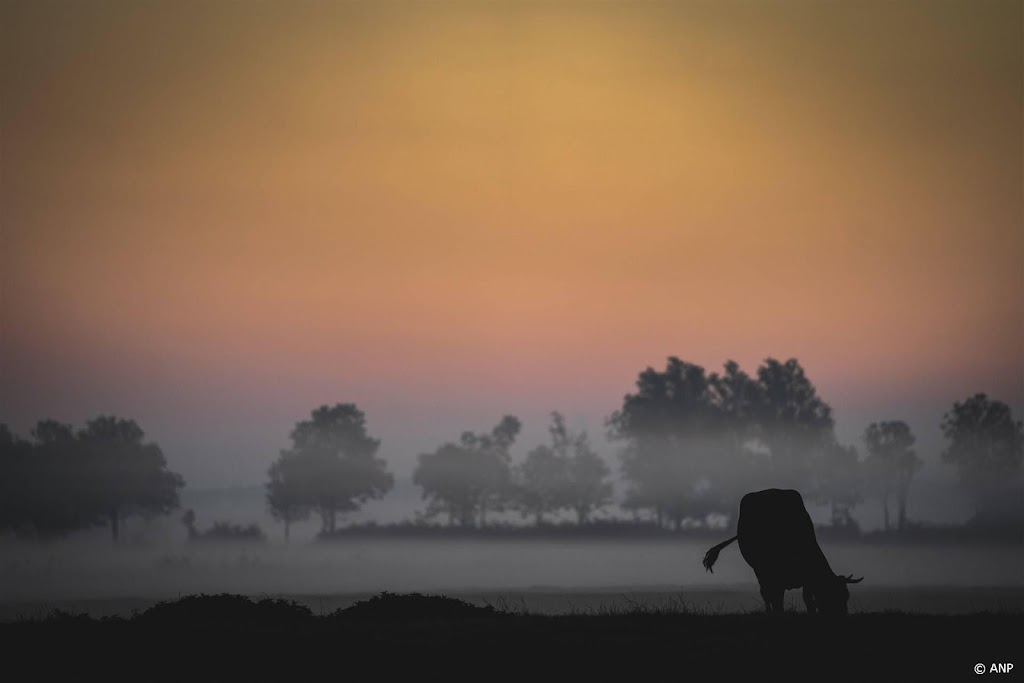Code geel om mist in groot deel van het land