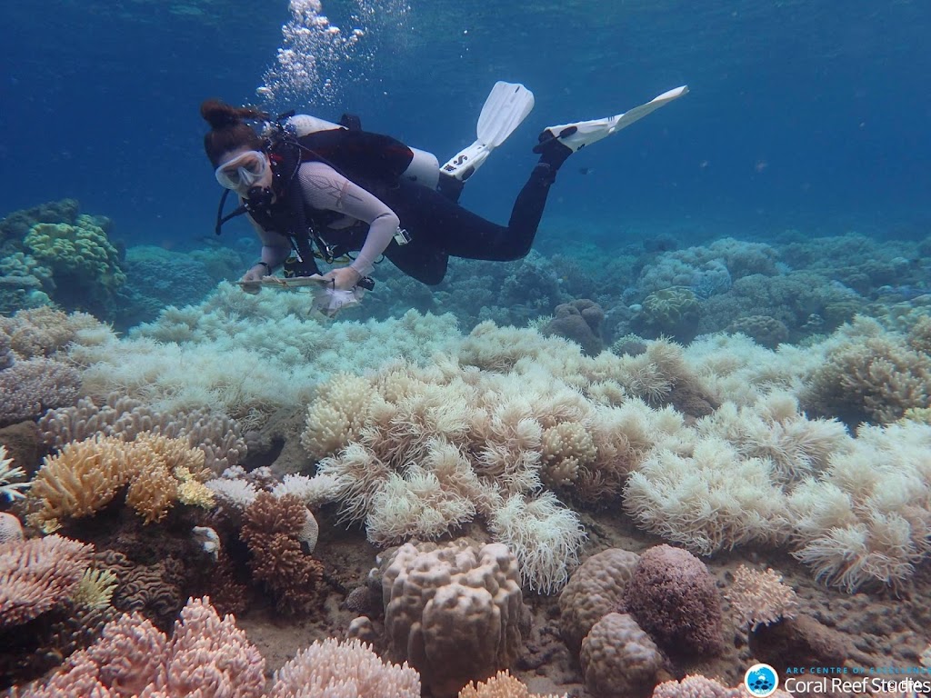 Opnieuw periode van massaverbleking Great Barrier Reef