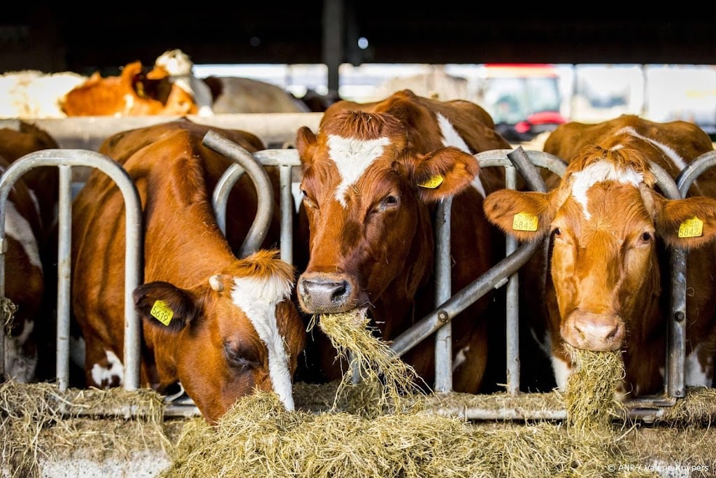 Drachtige melkkoeien vaak naar slachthuis, NVWA doet onderzoek