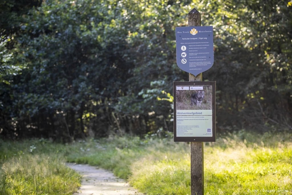 Politiek Utrecht wil overleg over aanlijnplicht in wolvengebied 