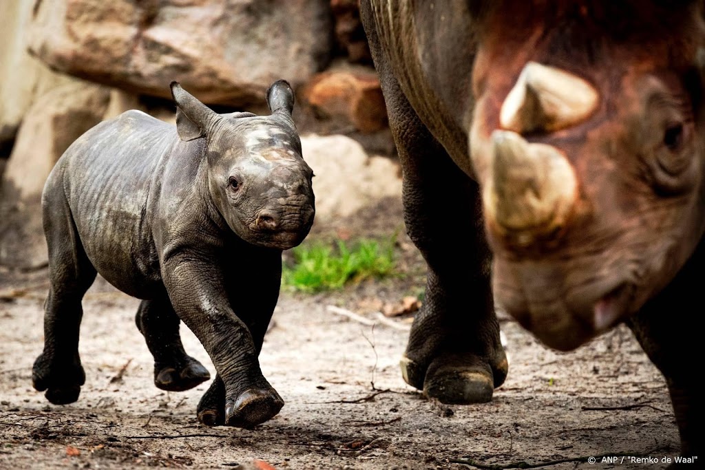 Blijdorp krijgt er een zwarte neushoorn bij