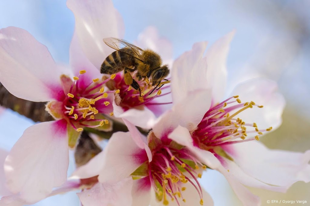 Duizenden mensen tellen recordaantal bijen