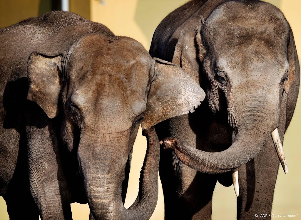 36 dode olifanten gevonden in Botswana, mogelijk vergiftigd