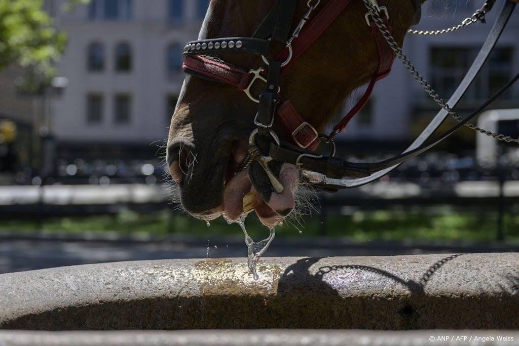 Paard slaat op hol in Central Park in New York, toerist omgekomen