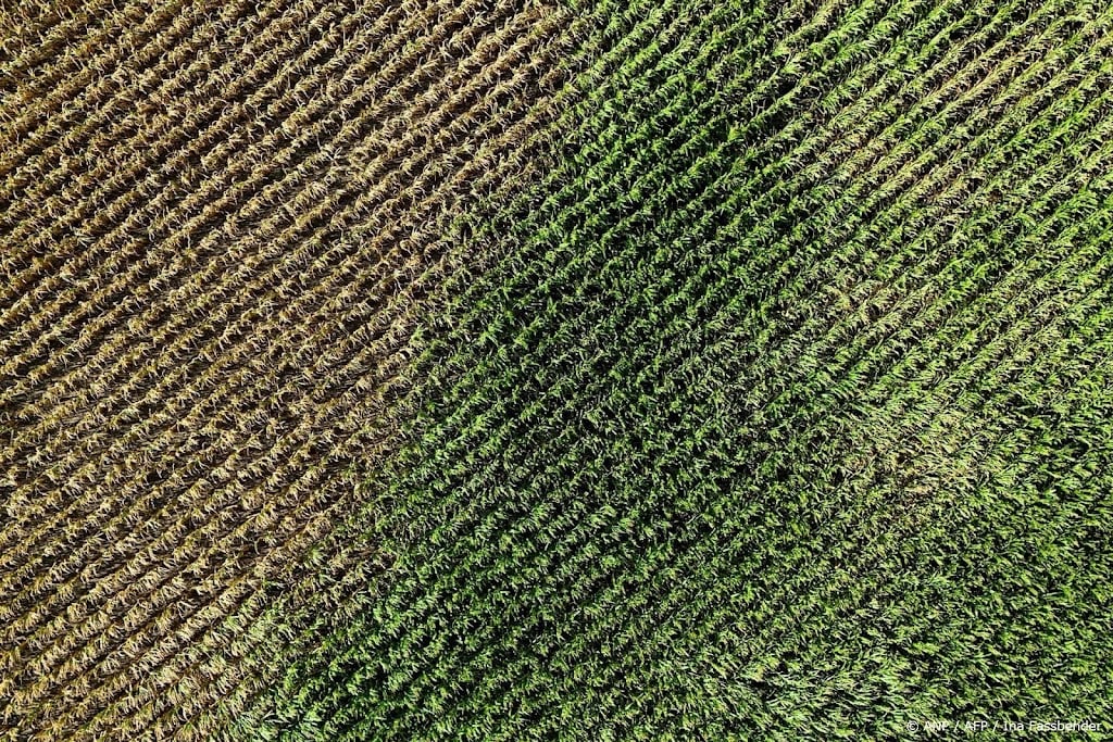 Duitse boerenorganisatie: graanoogst 7 procent lager door droogte