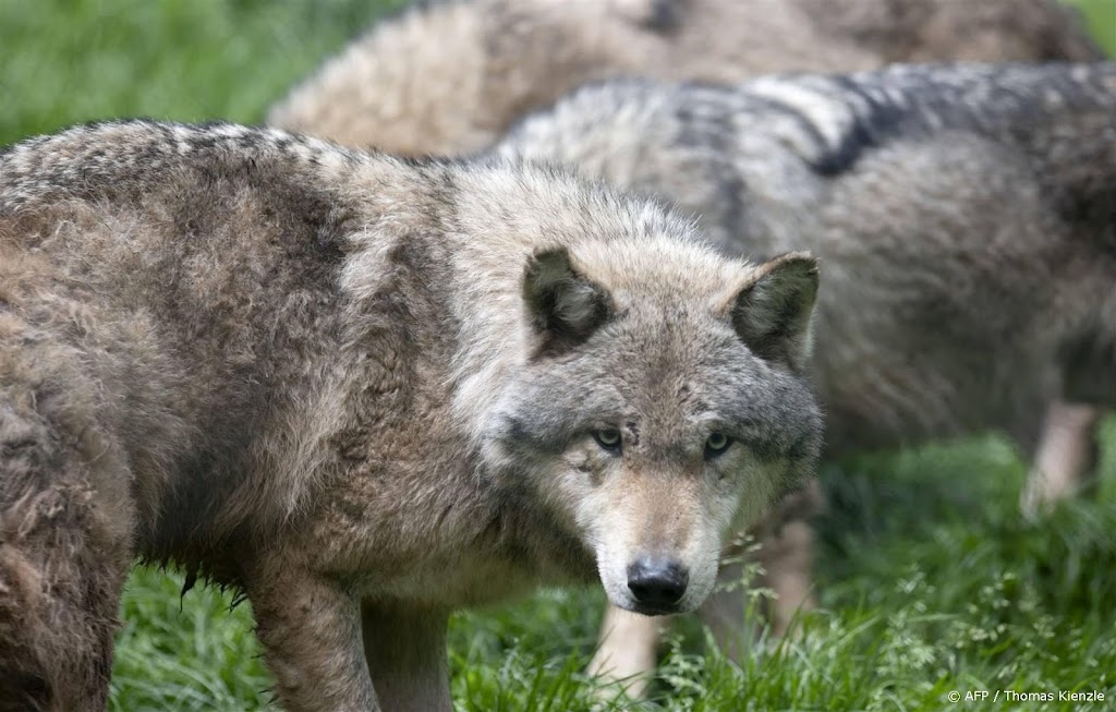 Animal Rights wil zenderen en verdoven Utrechtse wolf tegenhouden