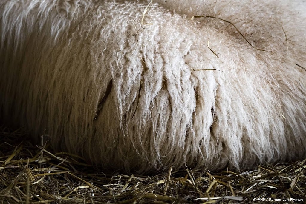 Lokkooi met schapen voor wolf mag in gebruik blijven