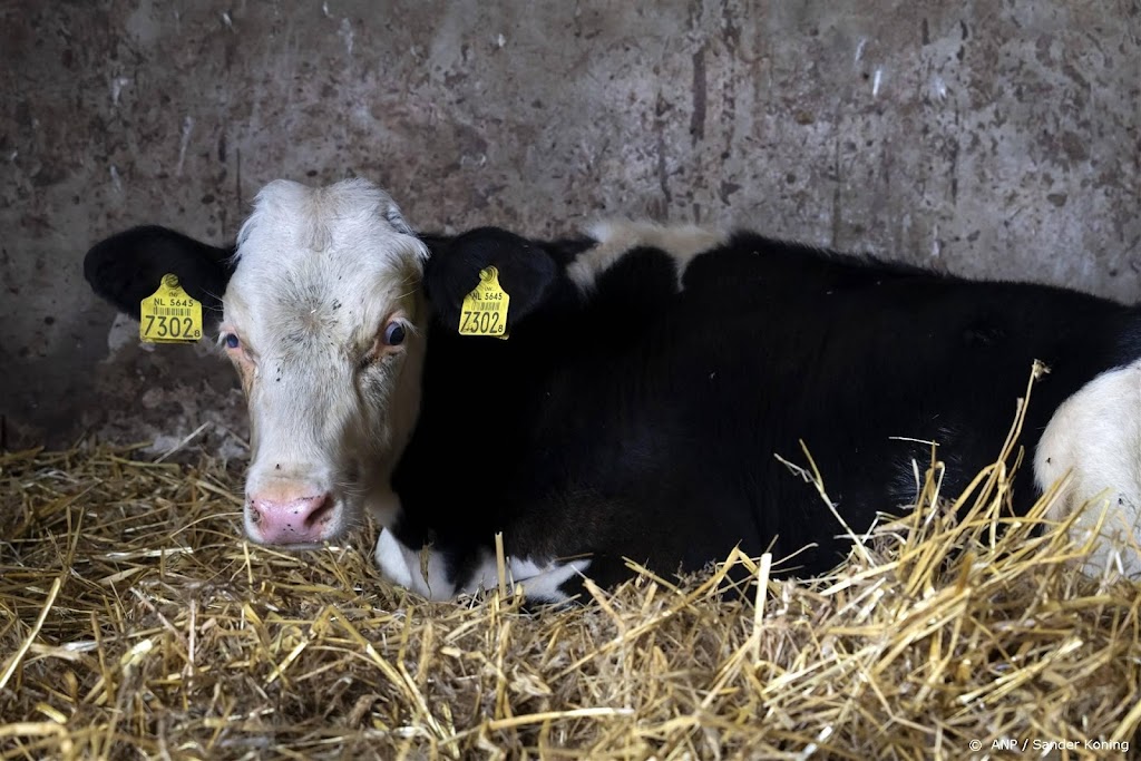 Blauwtong bij waarschijnlijk 2250 veebedrijven